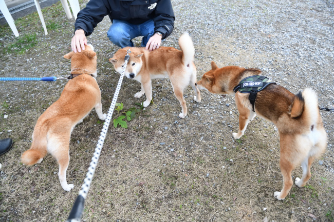 お父さんの柴犬菊次郎くんともぐら君