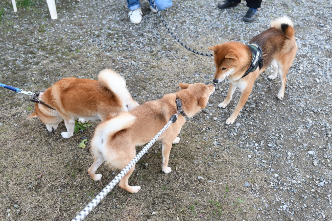 チャチャともぐら君