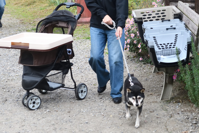 バリーケンネルと黒柴雪菜