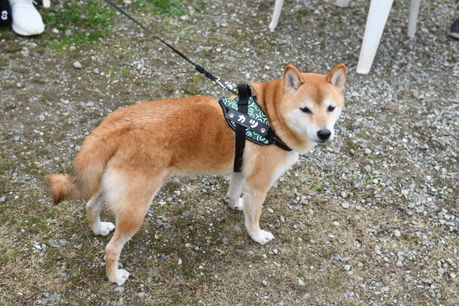 柴犬カツくん6歳