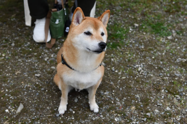 柴犬カツくん6歳