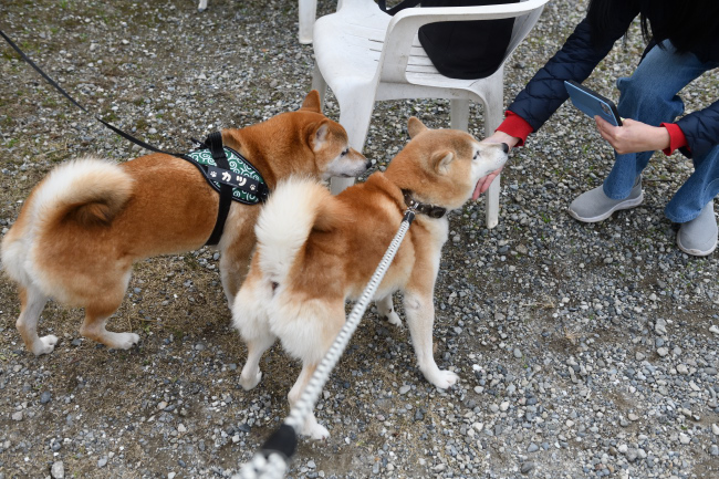 お父さんの源太くんとカツくん