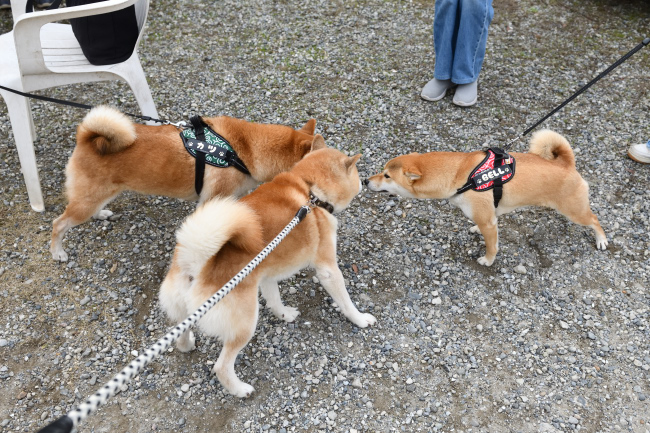 源太くんとベルちゃん