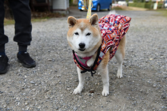 柴犬穂乃果ちゃん13歳