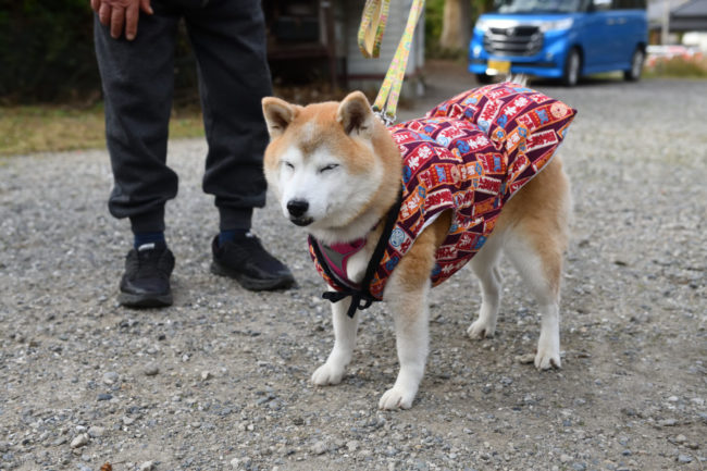 柴犬穂乃果ちゃん13歳