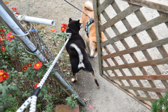 黒柴唯ちゃんと柴犬カツくん