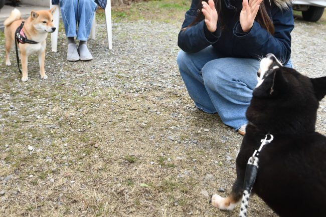 黒柴唯ちゃんと柴犬カツくん