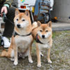 柴犬カツくん＆べるちゃん