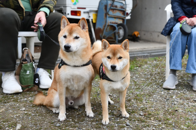 柴犬カツくん＆べるちゃん