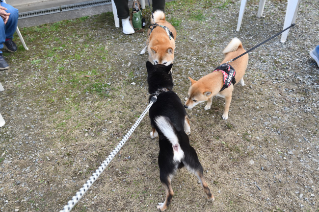 黒柴二郎君とベルちゃん