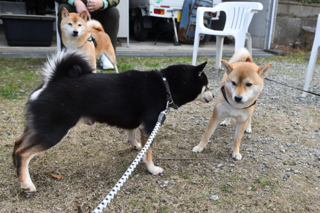 黒柴二郎君とベルちゃん
