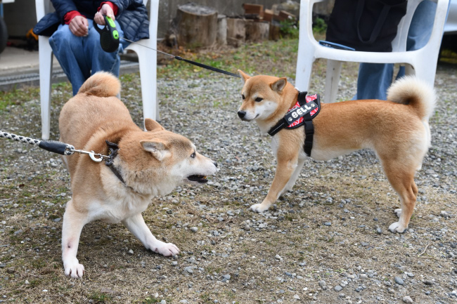 お母さんの紅里とベルちゃん