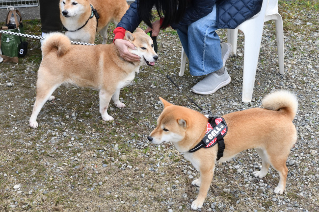 お母さんの紅里とベルちゃん