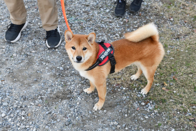 柴犬しいちゃん