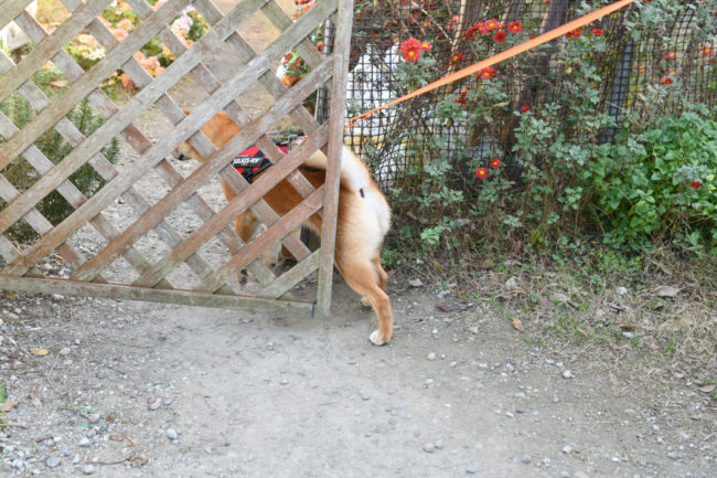 勝手知ったる元我が家