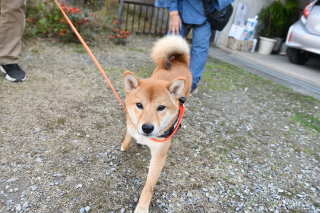 迫ってくるしいちゃん