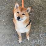 お座りしいちゃん