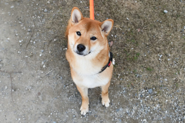 お座りしいちゃん