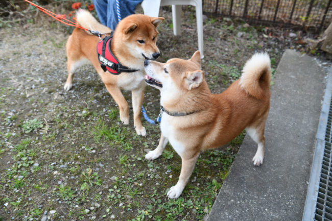 お父さんの菊次郎くんとしいちゃん