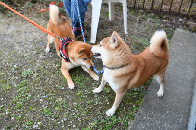 お父さんの菊次郎くんとしいちゃん