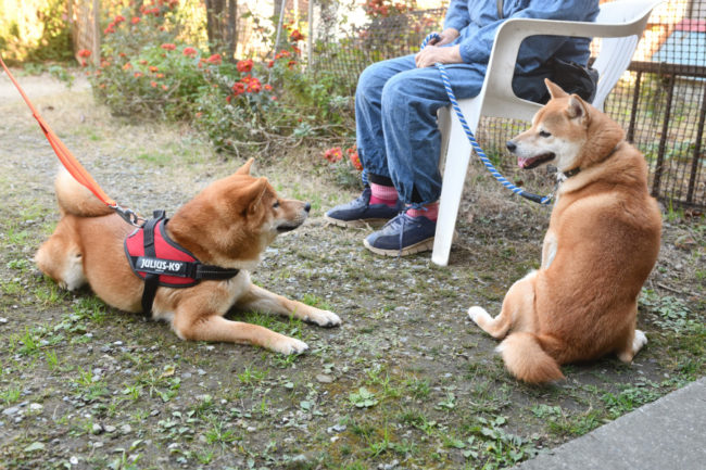 お父さんの菊次郎くんとしいちゃん