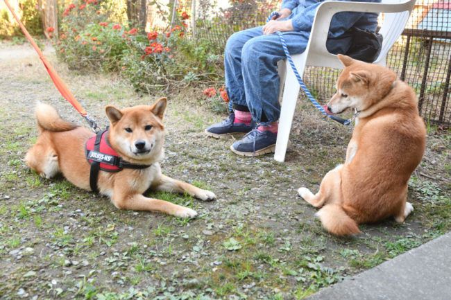 お父さんの菊次郎くんとしいちゃん