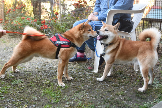 お父さんの菊次郎くんとしいちゃん