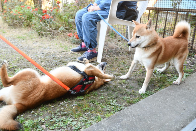 お父さんの菊次郎くんとしいちゃん