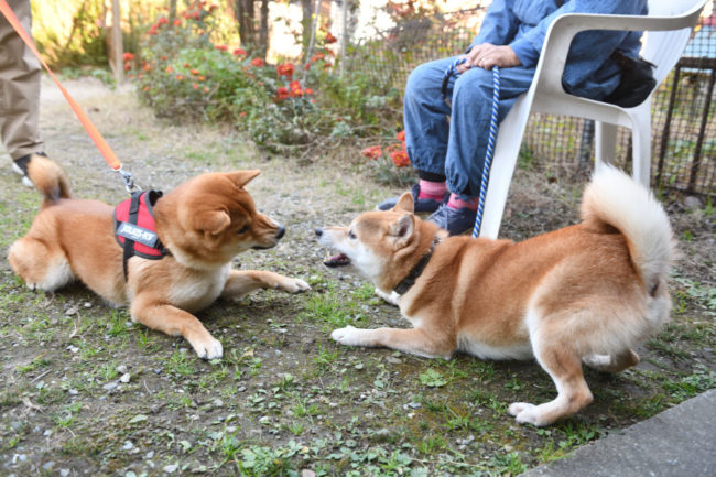 お父さんの菊次郎くんとしいちゃん