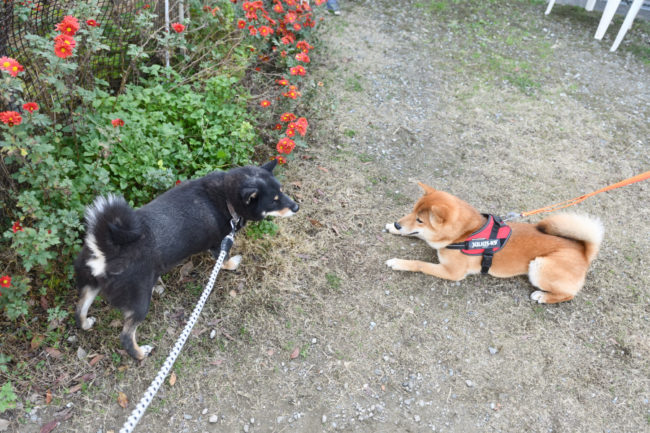 黒柴マリモとしいちゃん