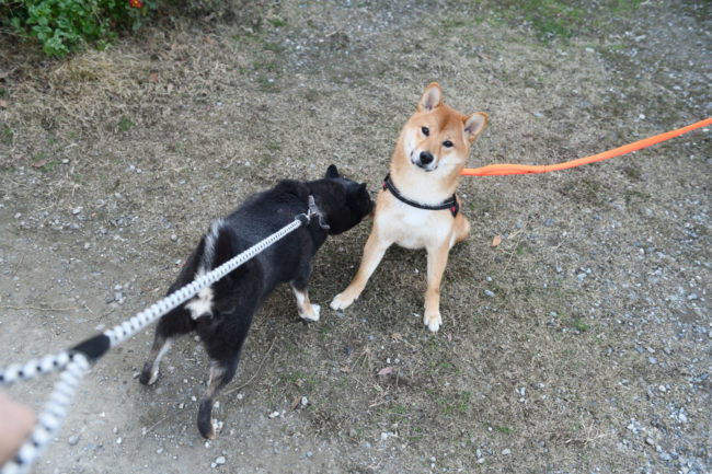 黒柴マリモとしいちゃん