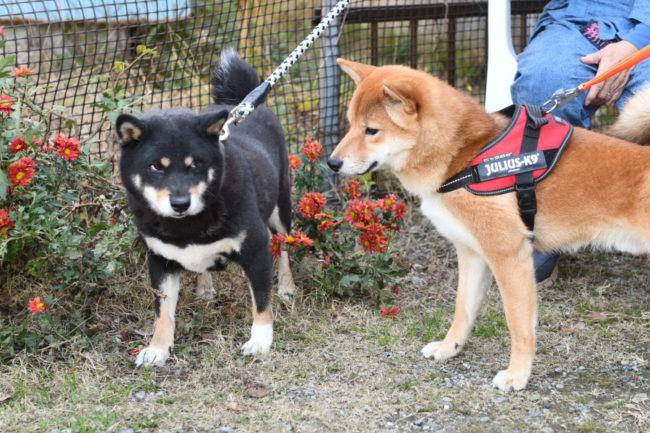 黒柴マリモとしいちゃん