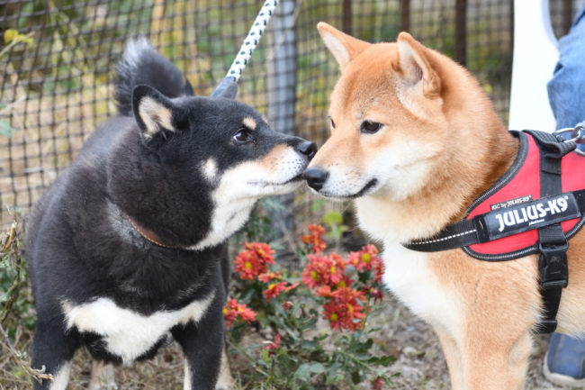 黒柴マリモとしいちゃん