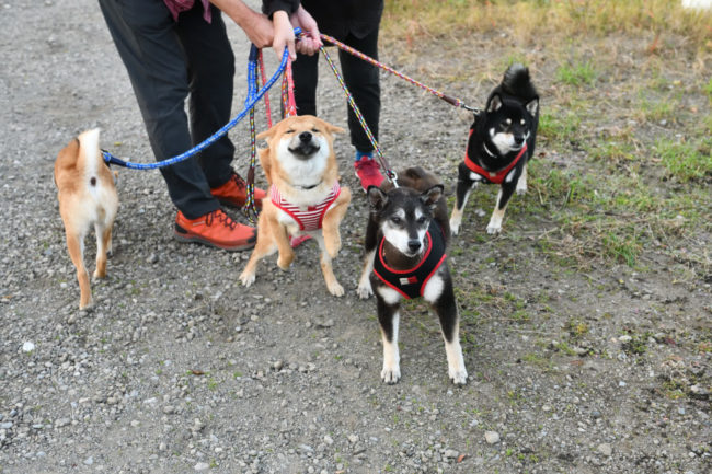 サン太くんとムギの子たち