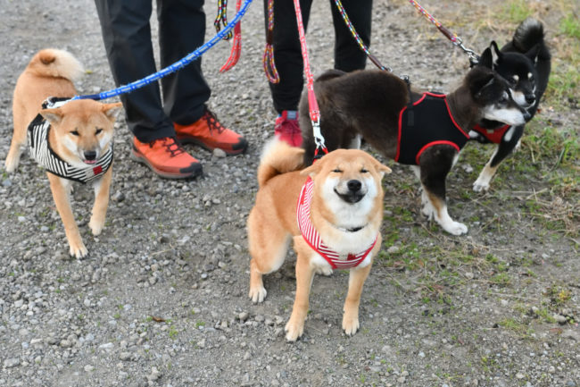 サン太くんとムギの子たち