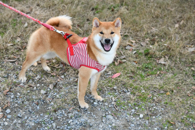 赤柴晴太郎くん（生後7か月）