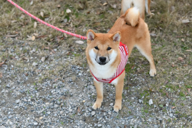 赤柴晴太郎くん（生後7か月）