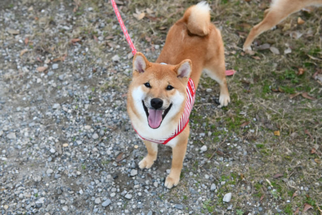 赤柴晴太郎くん（生後7か月）