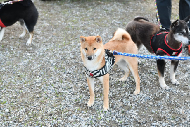 赤柴健太郎くん（生後7か月）