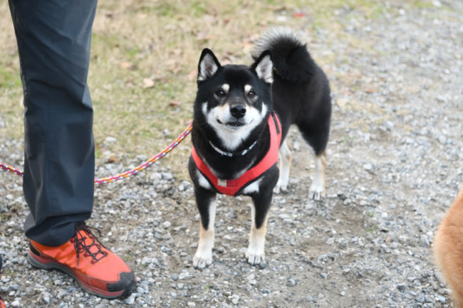 黒柴太郎くん（4歳）