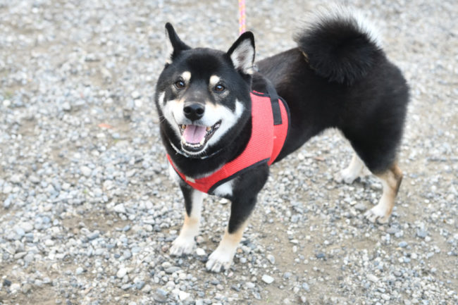 黒柴太郎くん（4歳）