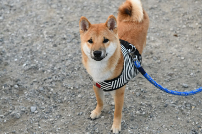 赤柴健太郎くん（生後7か月）