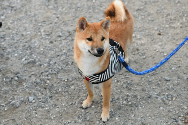 赤柴健太郎くん（生後7か月）