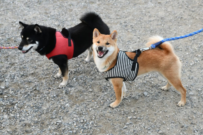 太郎くんと健太郎くん