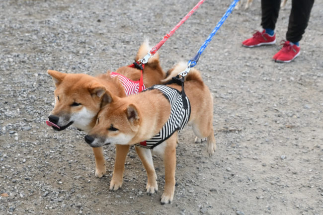 晴太郎くんと健太郎くん