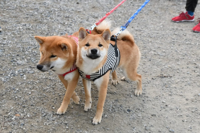 晴太郎くんと健太郎くん