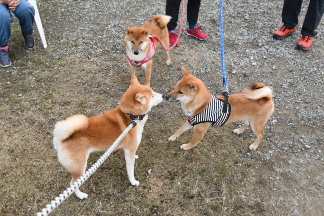 お母さんのムギと子どもたち