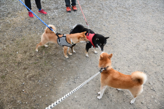 子どもたちと母親のムギ
