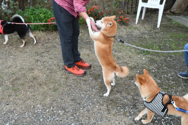 飼い主様にご挨拶する柴犬ムギ