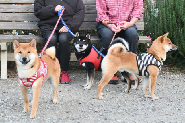 兄弟3匹で記念撮影